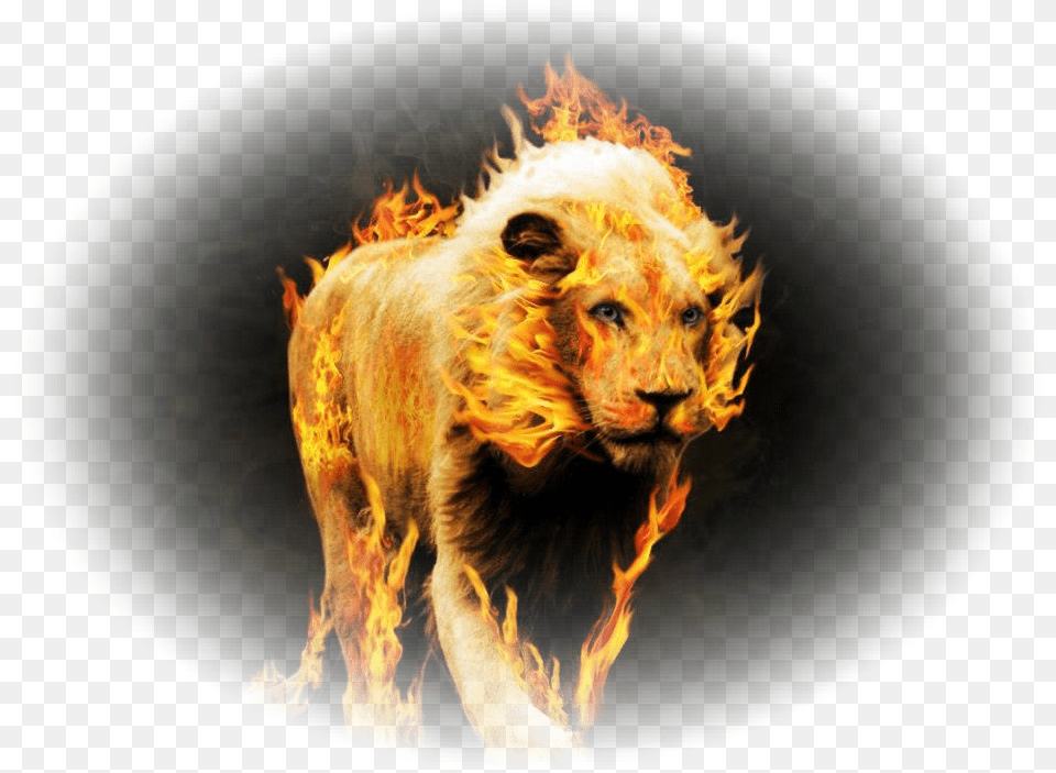 Quotarkquot For The Name Quotyhvhquot Both The Oral Torah Amp The Wallpaper, Animal, Lion, Mammal, Wildlife Free Transparent Png