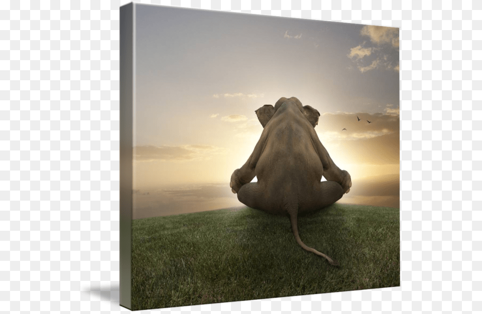 Quotasian Elephant In Yoga Lotus Position Meditatingquot Arabian Camel, Plant, Grass, Animal, Mammal Png