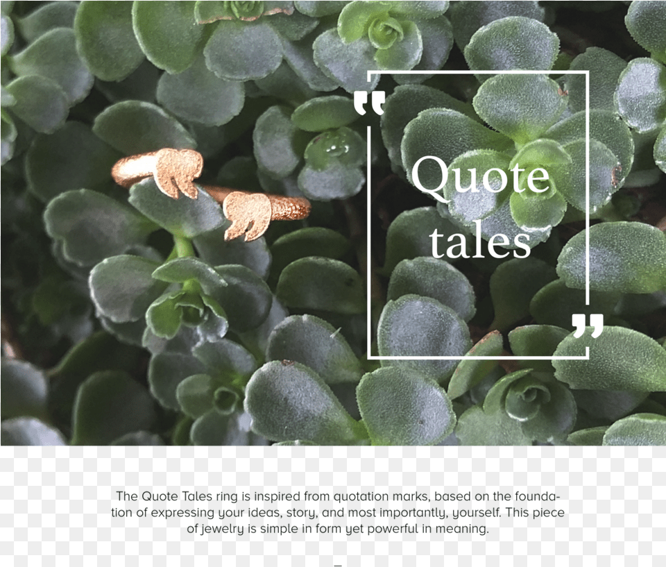 Quotation Ring, Bud, Flower, Herbal, Herbs Png Image
