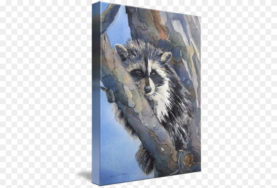 Quotbaby Racoonquot By Kim Kloecker Procyon, Animal, Mammal, Raccoon, Canine Free Png Download
