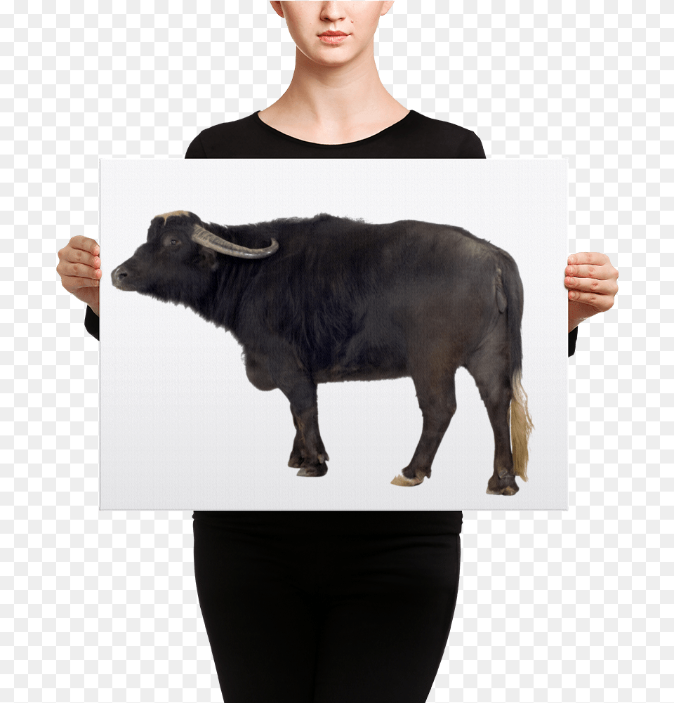 Quotclassquotlazyload Lazyload Mirage Cloudzoom Quotstyle Canvas, Animal, Mammal, Bull, Wildlife Png