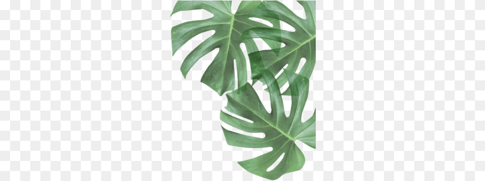 Quote, Leaf, Plant, Flower Png