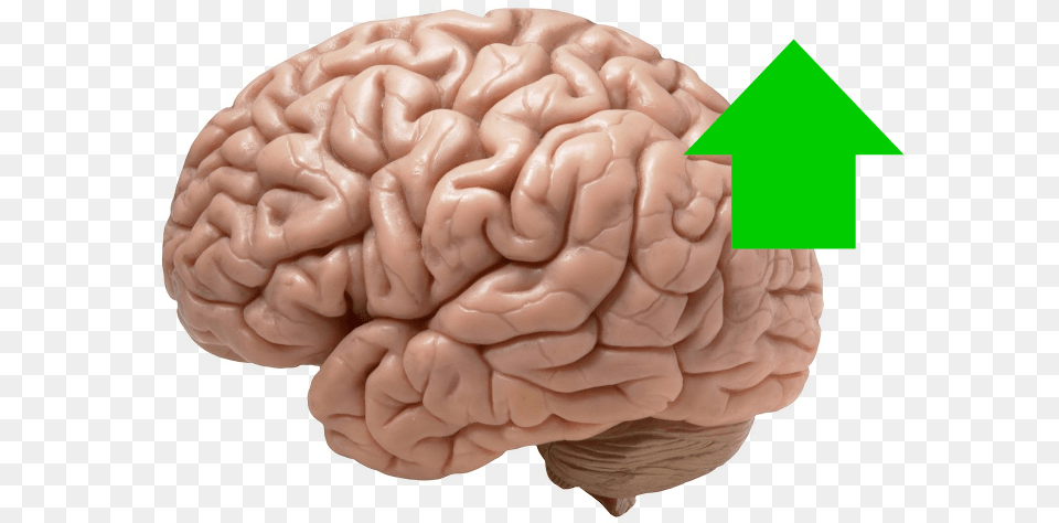 Quotes Brain Looks Like, Baby, Person Free Png