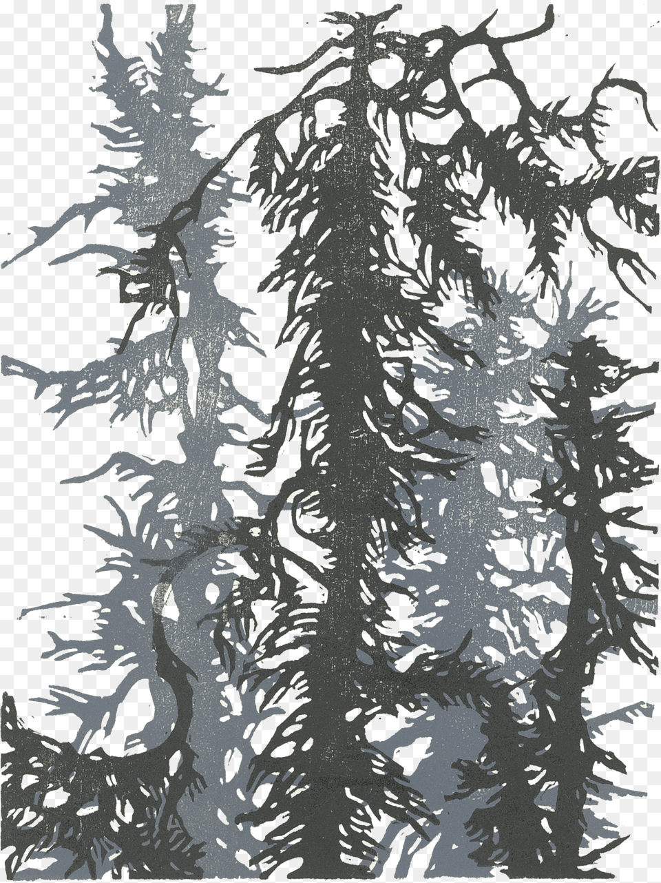 Quotgoldstream Sprucequot By Sara Tabbert Shortleaf Black Spruce, Weather, Outdoors, Nature, Ice Free Png Download