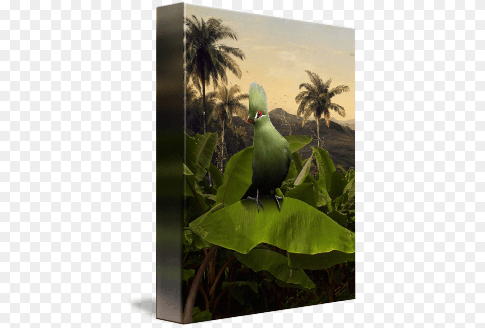 Quotgreen Turaco On Banana Treequot By I Parakeet, Animal, Bird, Beak, Pigeon Png Image