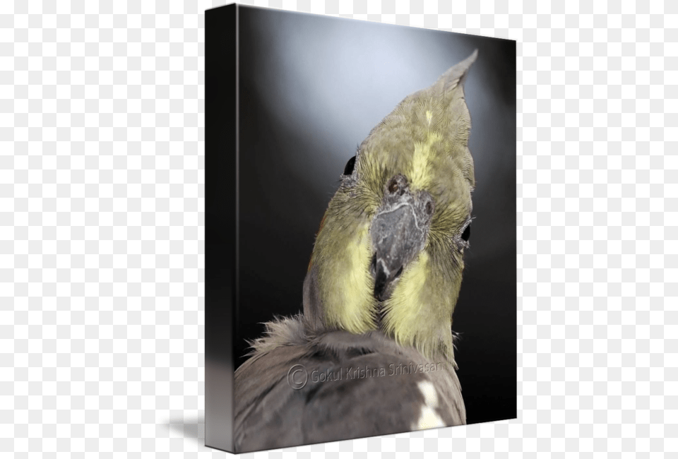 Quotgrey Cockatielquot By Gokul Krishna Srinivasan Cockatoo, Animal, Beak, Bird, Parakeet Png