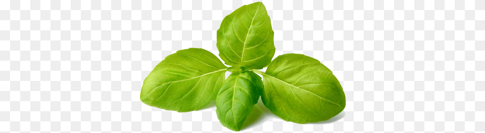 Quotsuperquot Basil Is Grown Hydroponically Using Gh Nutrients Basil, Herbs, Leaf, Mint, Plant Png Image
