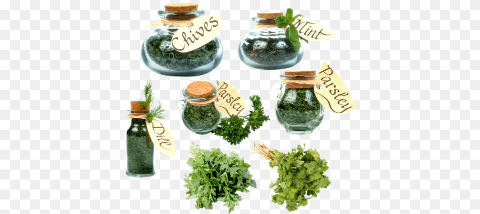 Quotvegetables Clipartquot Face Cream With Seaweed Anti Wrinkle Seaweed, Herbal, Herbs, Jar, Plant Png Image