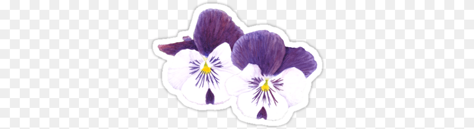 Quotwhite And Purple Pansies Flowersquot Sticker By Savousepate White And Purple Pansy Flower, Plant, Person Png Image