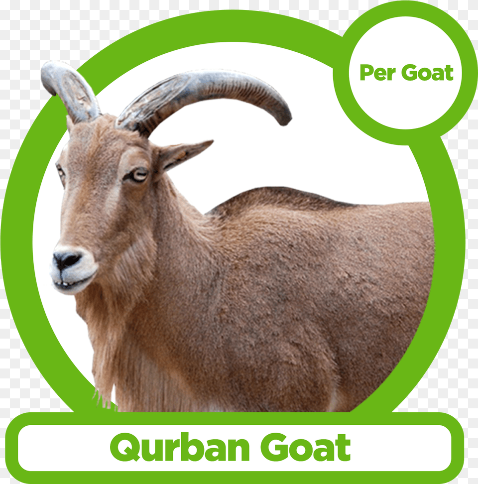 Qurban Goat Goat, Animal, Antelope, Mammal, Wildlife Free Transparent Png