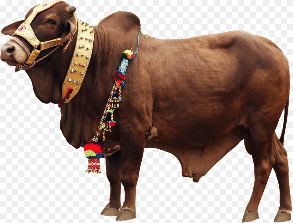Qurbani Cow File Download Qurbani Background, Animal, Bull, Cattle, Livestock Png