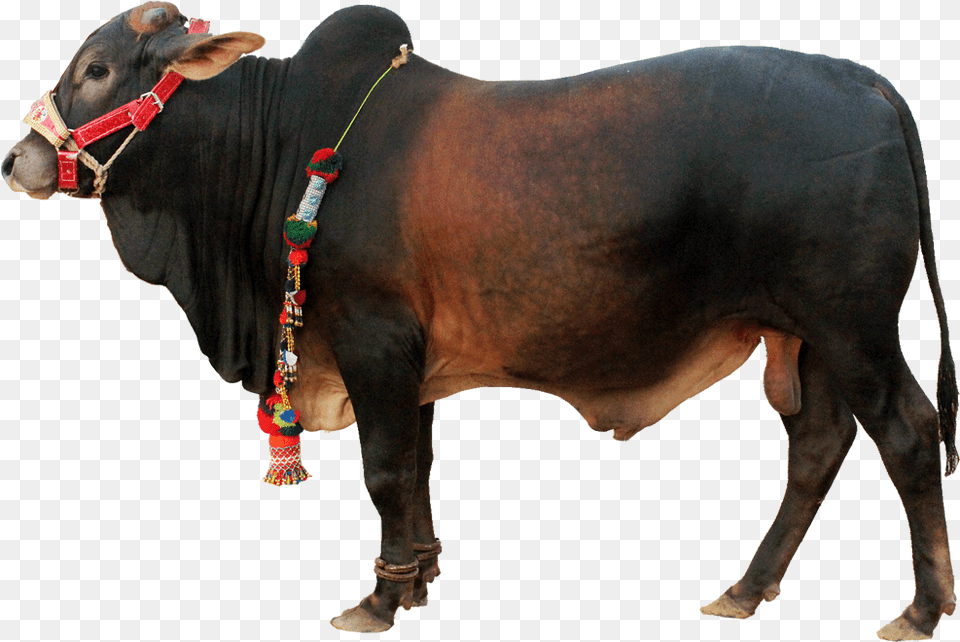 Qurbani Cow Pic, Animal, Bull, Cattle, Livestock Free Png