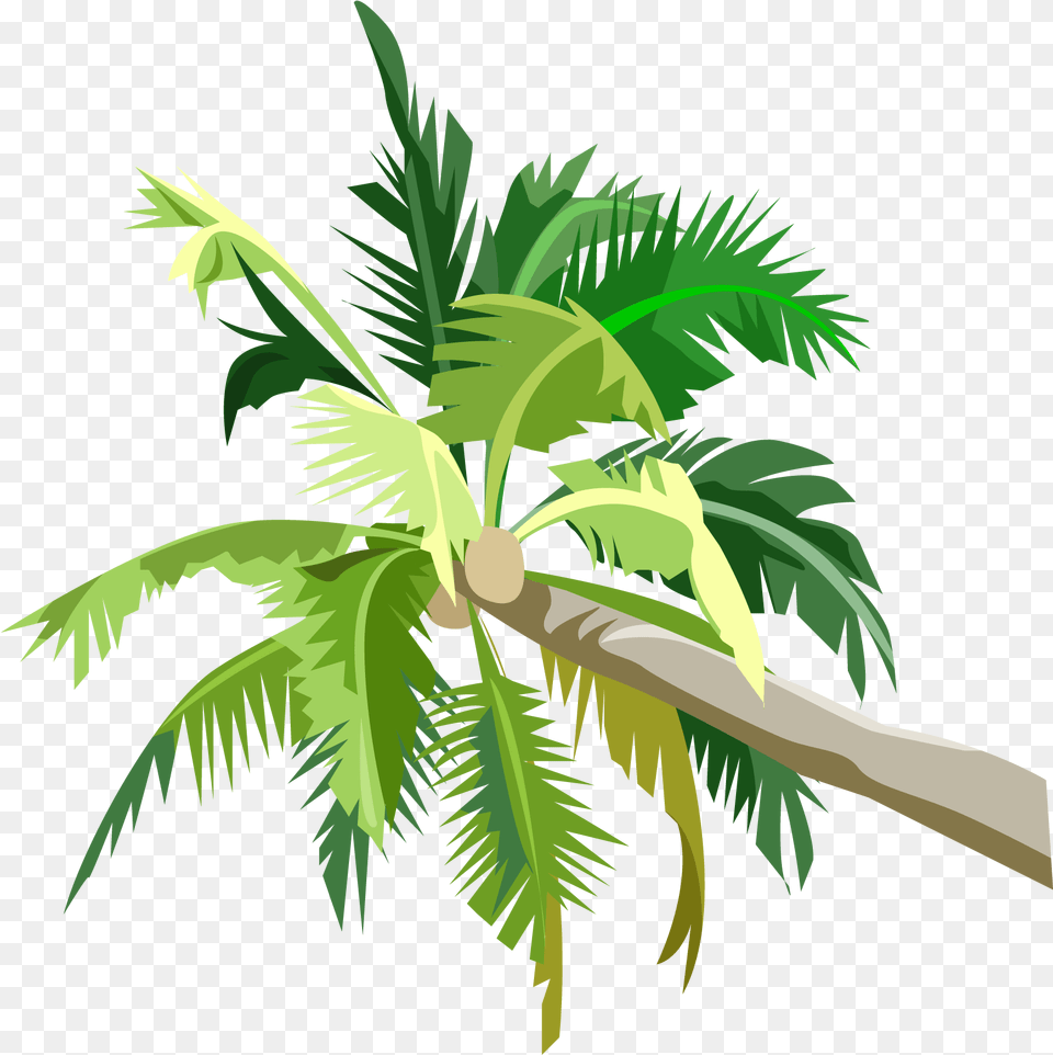 R V, Leaf, Palm Tree, Plant, Tree Png Image