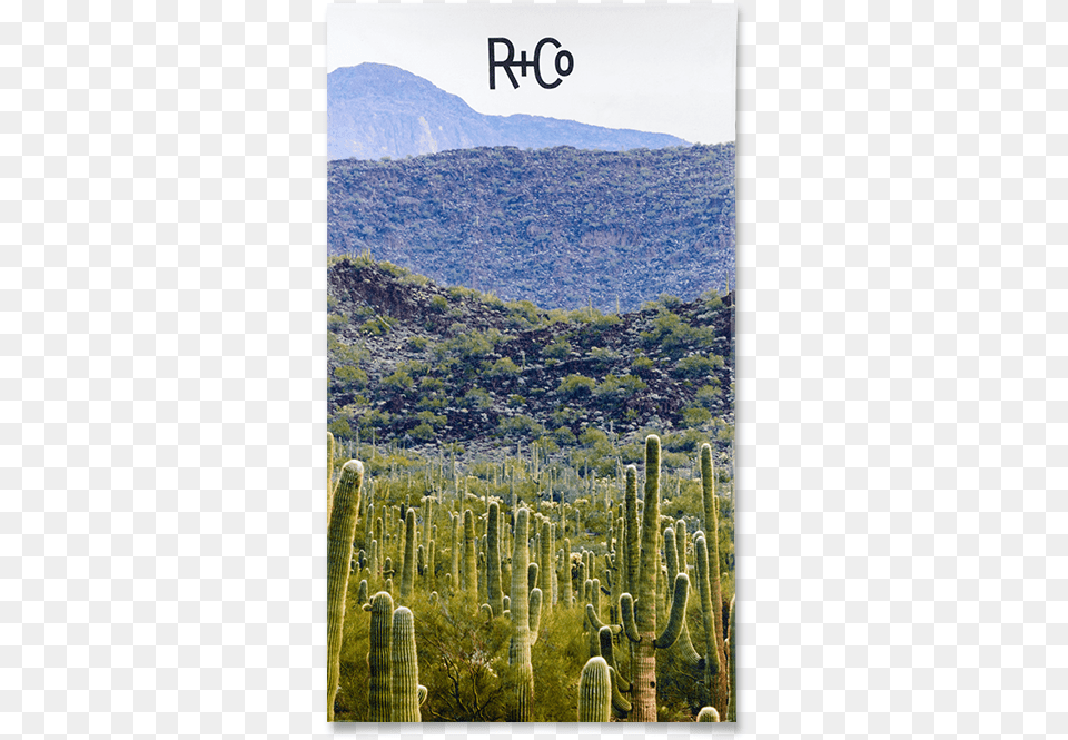 R Co, Cactus, Plant, Person Free Png Download