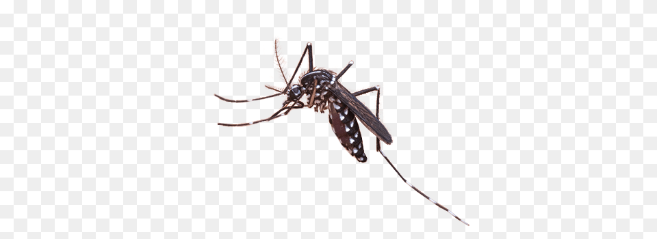 R Mosquito, Animal, Insect, Invertebrate Png