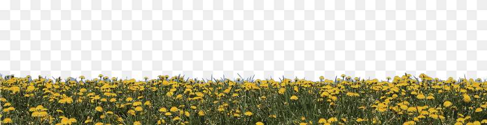 R Yellow Flower Field Transparent, Meadow, Outdoors, Nature, Plant Free Png