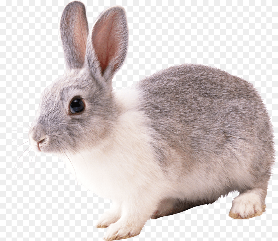 Rabbit, Animal, Mammal, Rat, Rodent Free Transparent Png