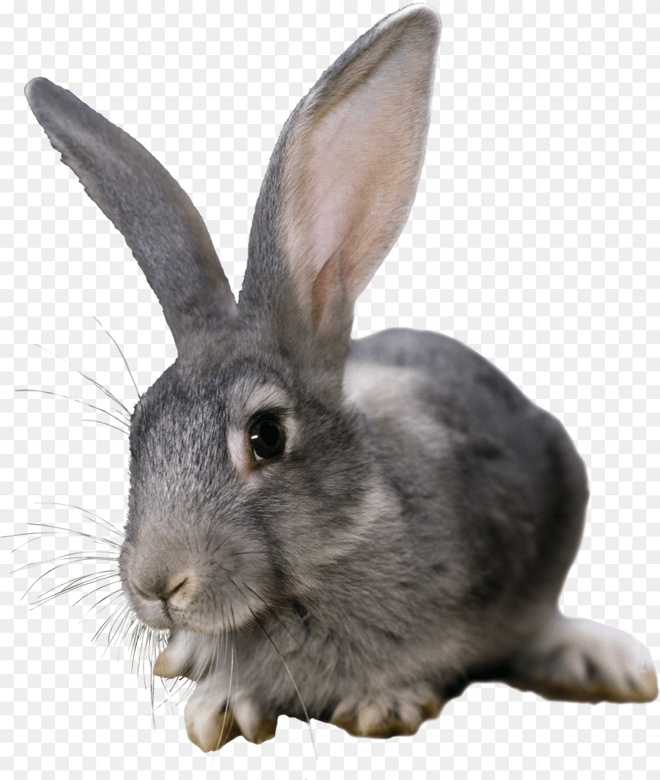 Rabbit, First Aid, Logo, Red Cross, Symbol Free Transparent Png