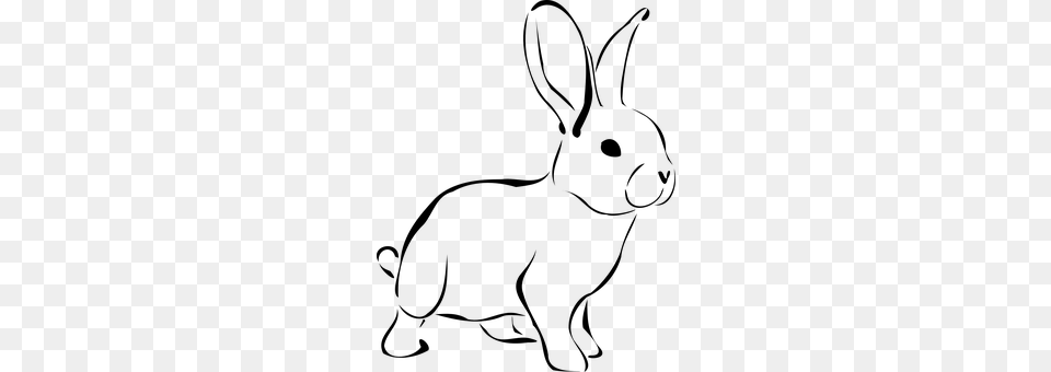 Rabbit Gray Png Image