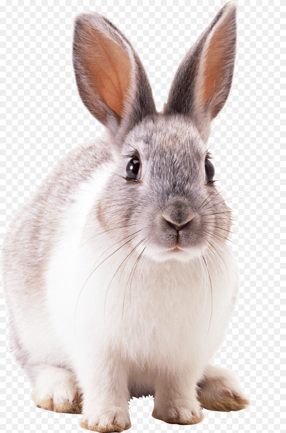 Rabbit, Animal, Mammal, Rat, Rodent Png
