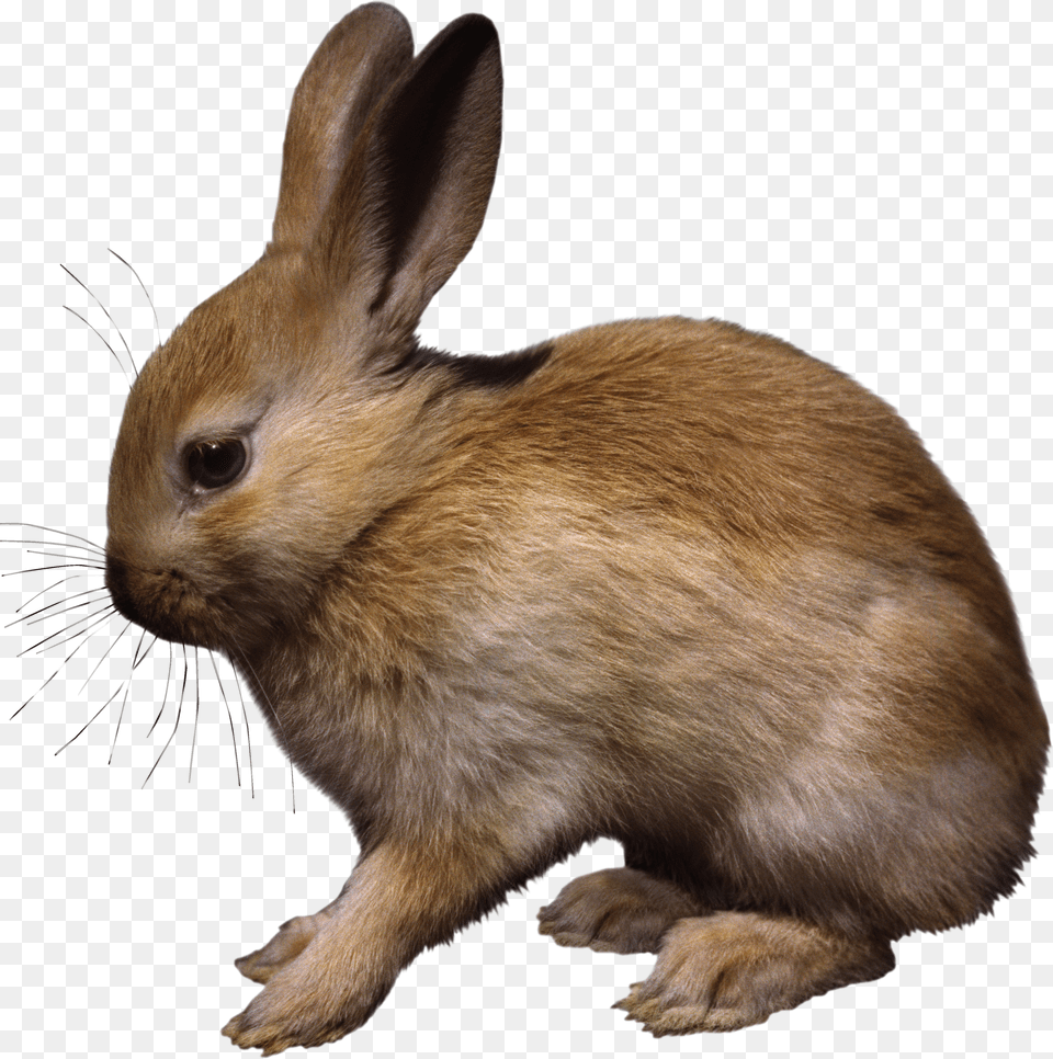 Rabbit Png Image