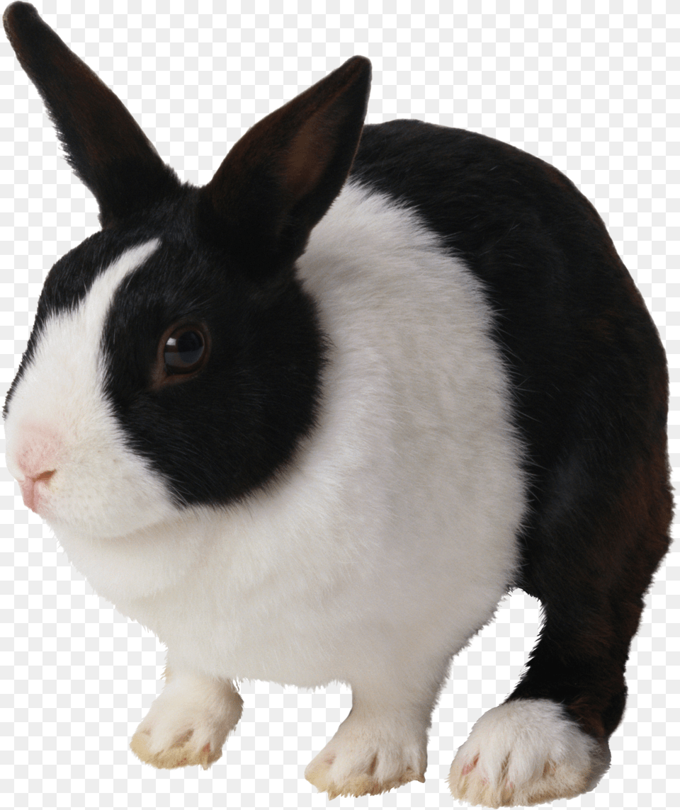 Rabbit, Animal, Mammal, Canine, Dog Png