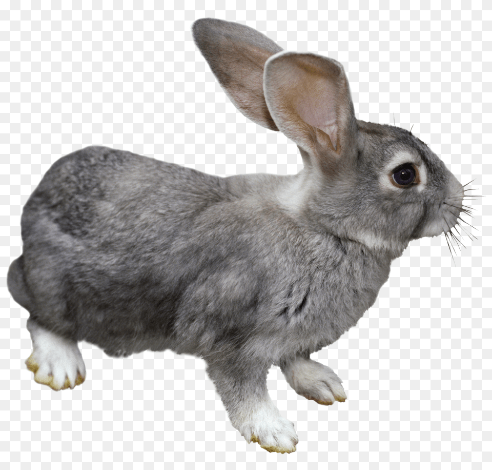 Rabbit Png