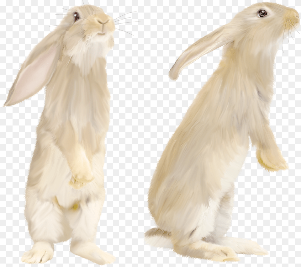 Rabbit, Animal, Bird, Mammal, Hare Png Image