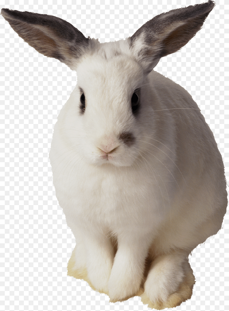 Rabbit, Animal, Hare, Mammal, Rat Png