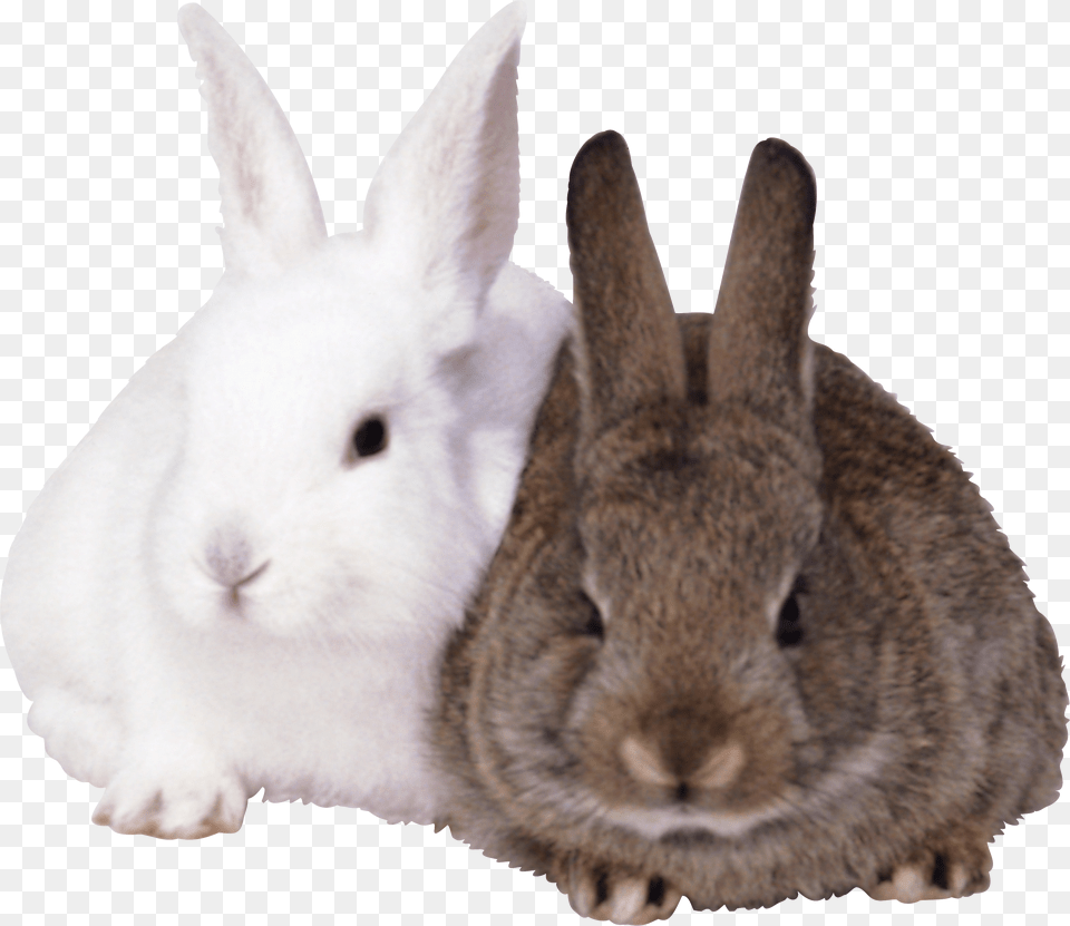 Rabbit, Animal, Mammal, Rat, Rodent Free Png Download