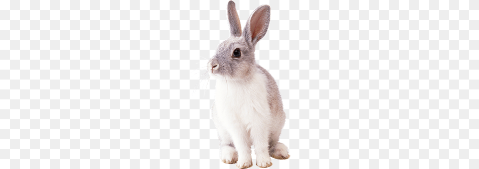 Rabbit Animal, Mammal, Rat, Rodent Free Png