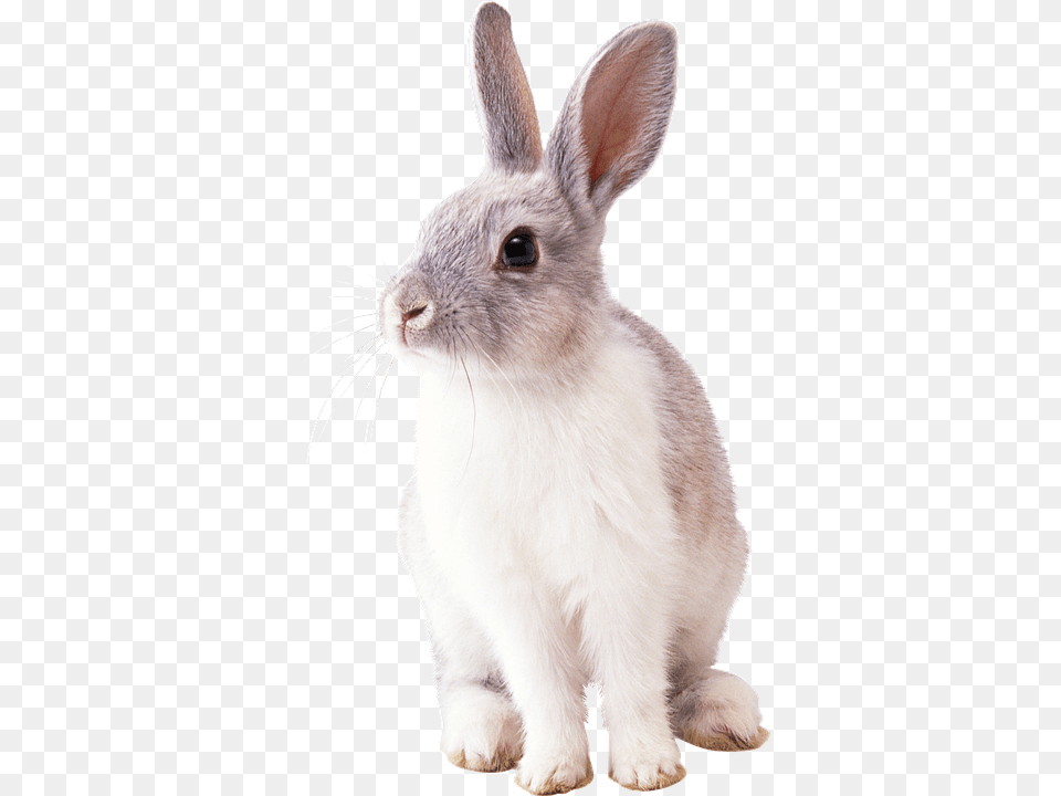 Rabbit Animal, Mammal, Rat, Rodent Free Png Download