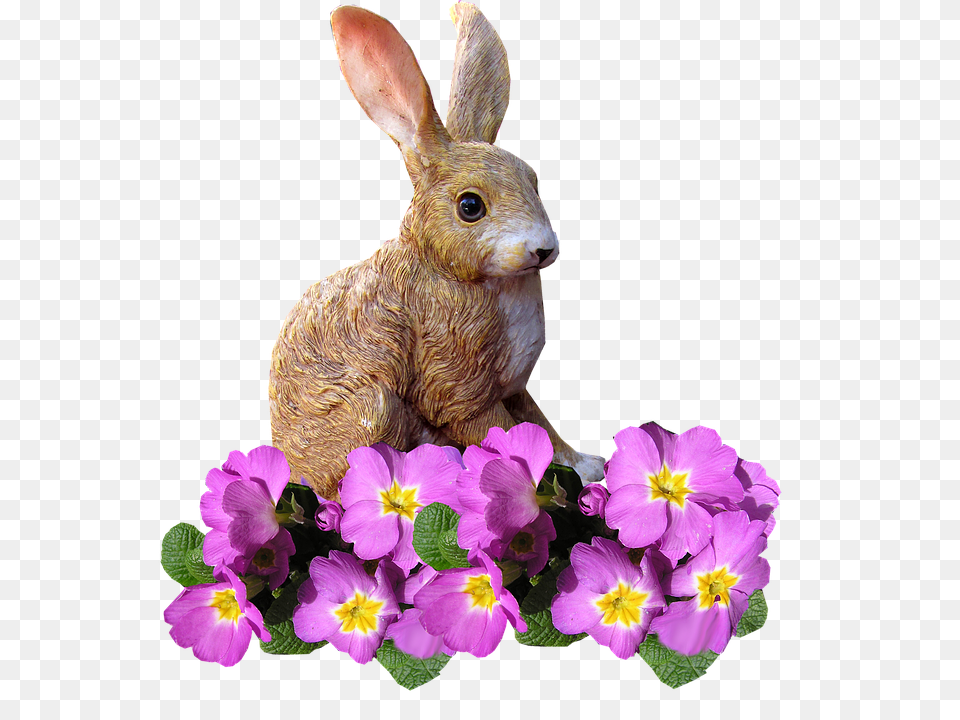 Rabbit Animal, Hare, Mammal, Rodent Free Png