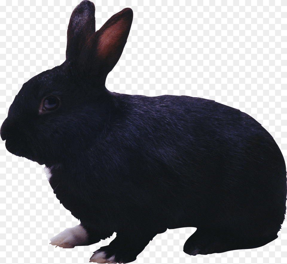 Rabbit, Animal, Mammal, Cat, Pet Free Png Download