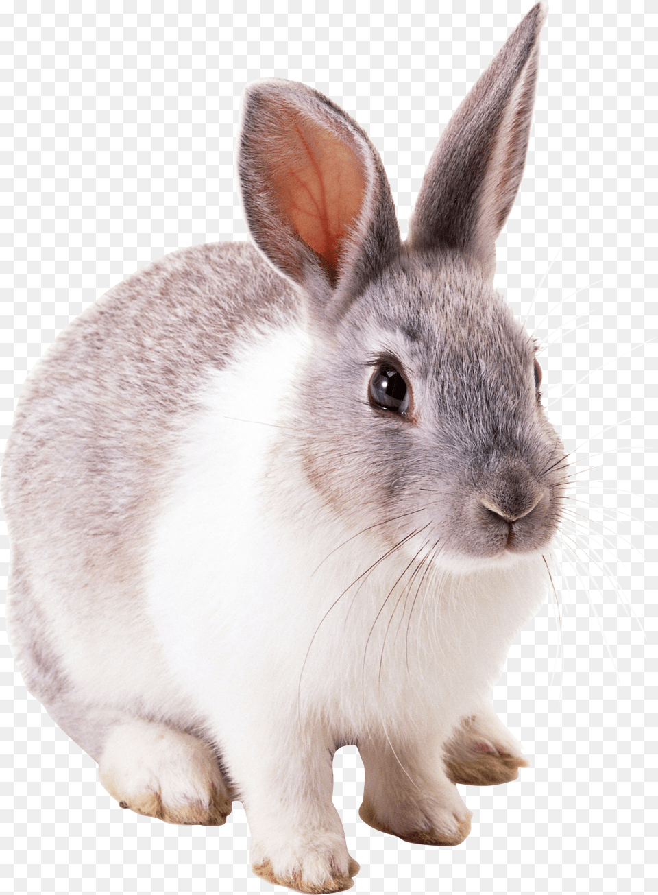 Rabbit, Animal, Mammal, Rat, Rodent Free Png Download