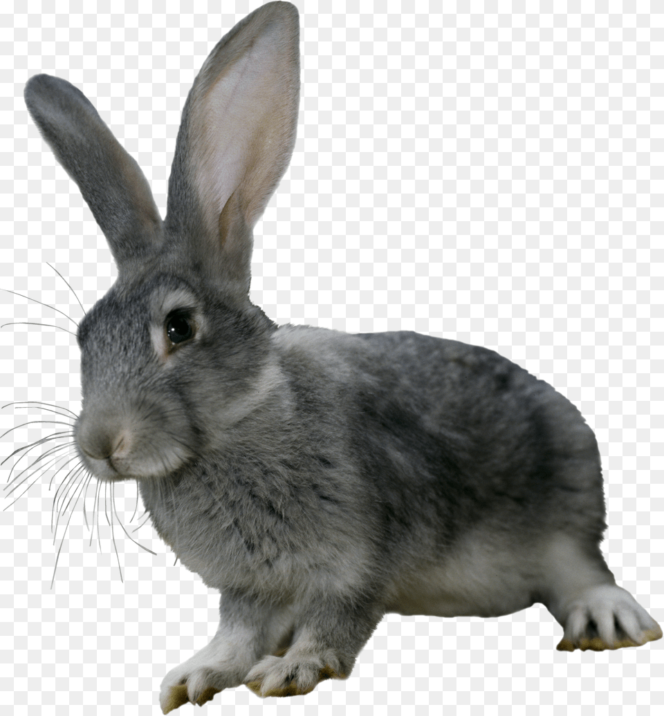 Rabbit Png