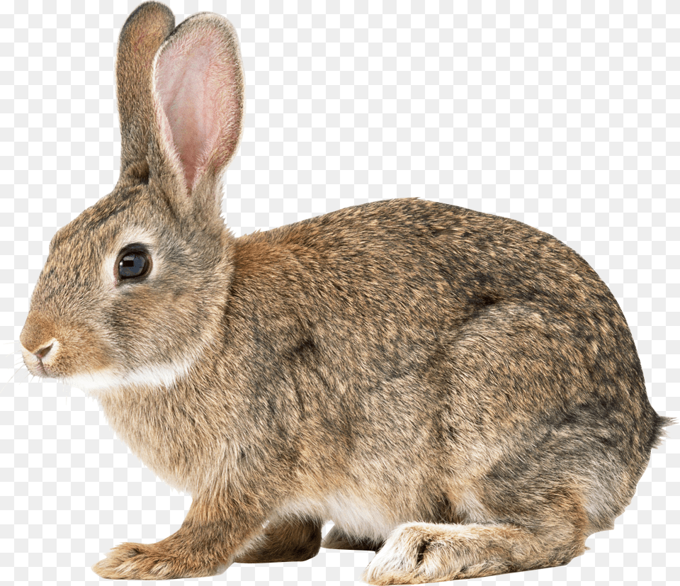 Rabbit, Animal, Mammal, Rat, Rodent Png