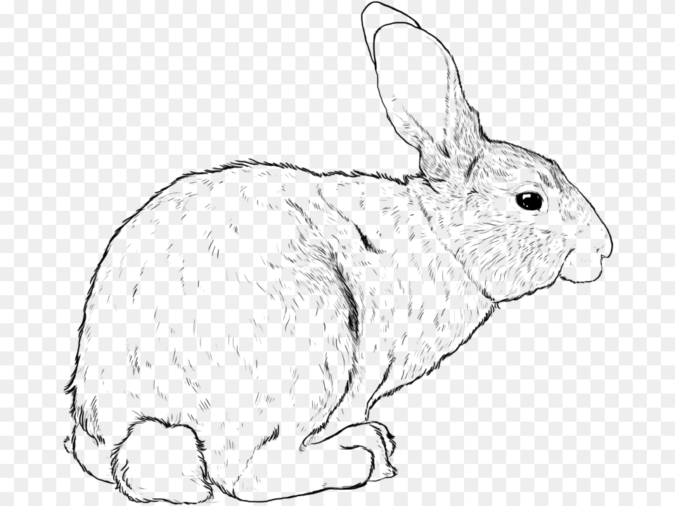 Rabbit, Silhouette Free Transparent Png