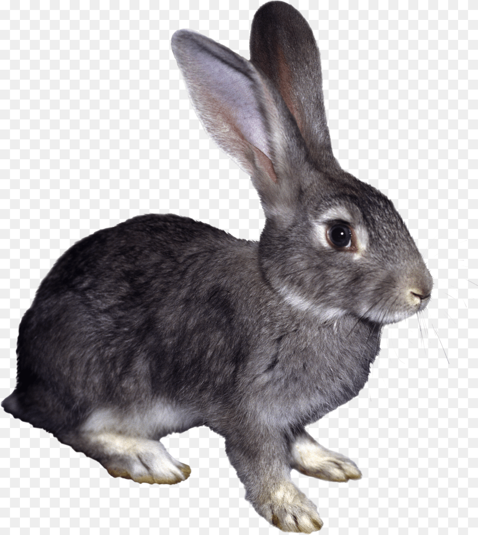 Rabbit Free Png Download