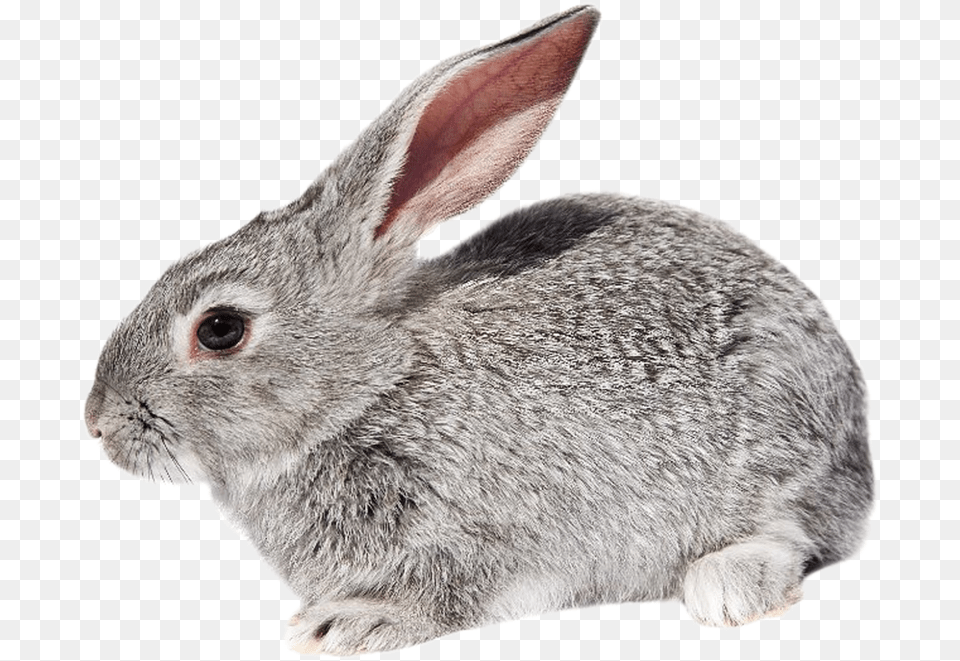 Rabbit, Animal, Mammal, Rat, Rodent Free Png Download