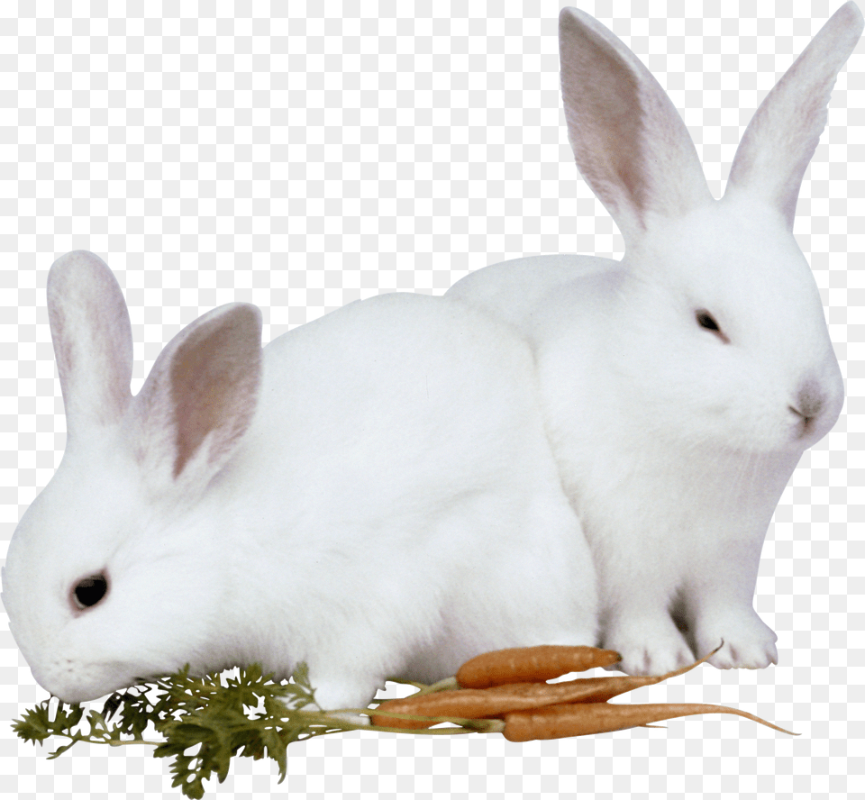 Rabbit Free Transparent Png