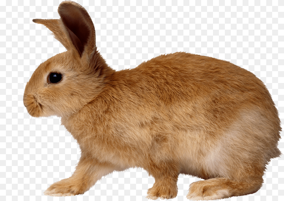 Rabbit Free Png Download