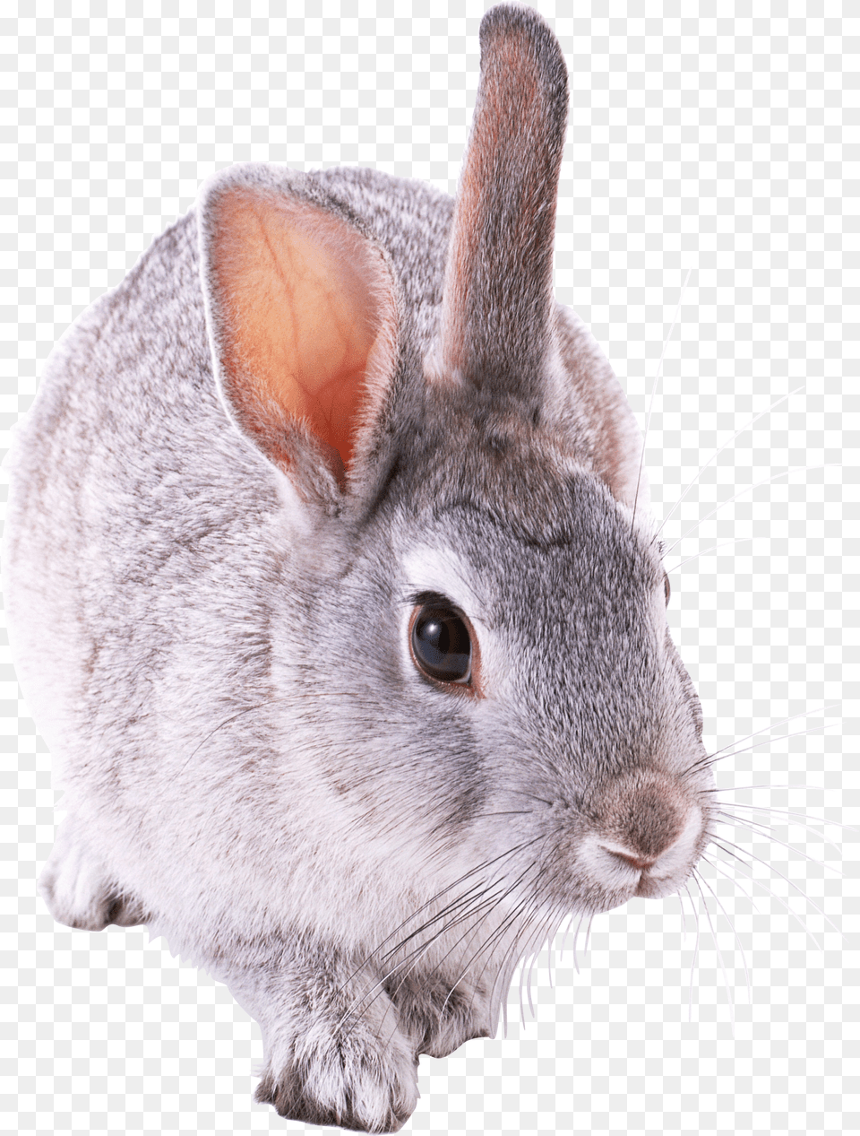 Rabbit, Animal, Mammal, Rat, Rodent Free Png Download