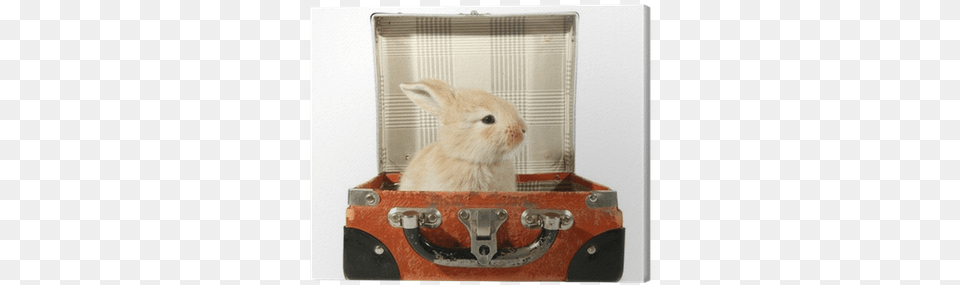 Rabbit Baby Bunny In Old Suitcase Canvas Print Pixers Rabbit Suitcase, Animal, Mammal, Rodent Free Transparent Png