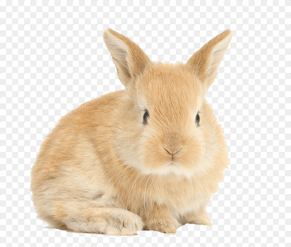 Rabbit Background Baby Bunny, Animal, Mammal, Rat, Rodent Png