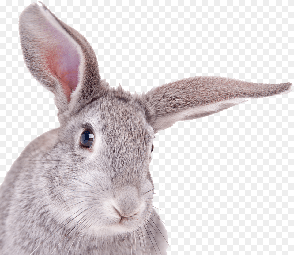 Rabbit Background Rabbit Head White Background, Animal, Mammal, Rat, Rodent Free Png Download