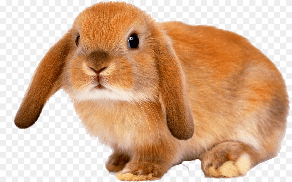 Rabbit Brown Bunny Floppy Ears, Animal, Mammal, Rat, Rodent Free Png