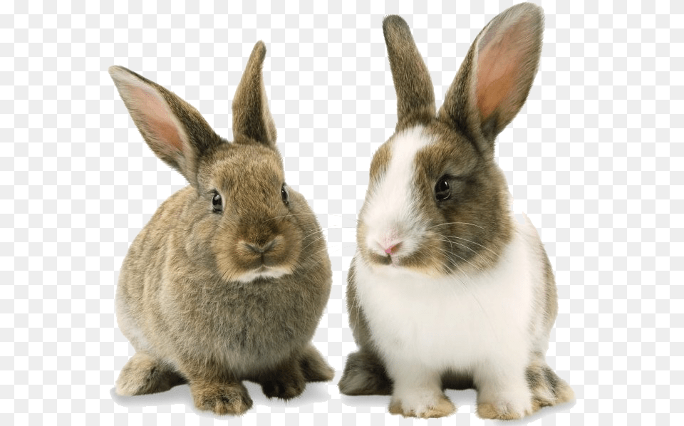 Rabbit Bunny Background Rabbit Transparent Background, Animal, Mammal, Rat, Rodent Png Image