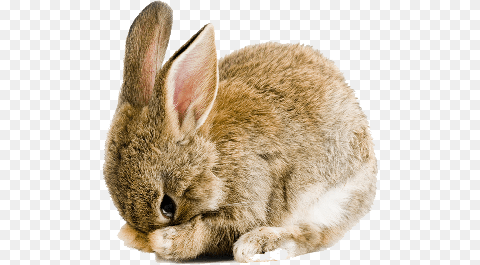 Rabbit Bunny Transparent Background Bunny Clipart, Animal, Mammal, Cat, Pet Free Png