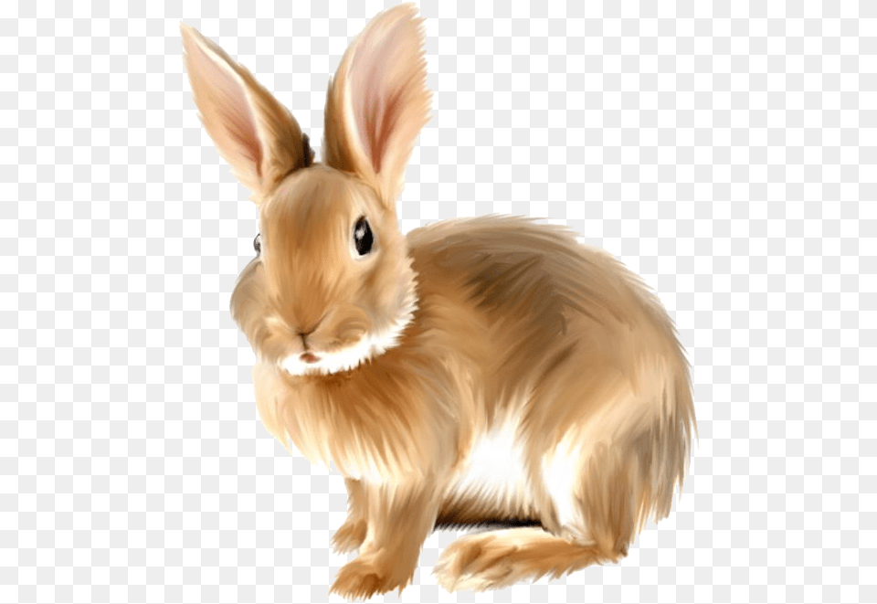 Rabbit Bunny Transparent Background Transparent Rabbit Clipart, Animal, Mammal, Bird, Hare Free Png